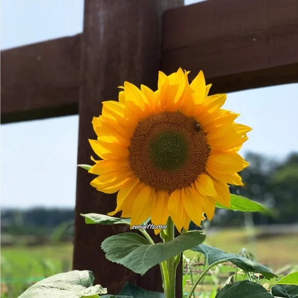 Live Show Item - Picture 1 of 1